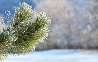 Bildquelle: https://www.freepik.com/free-photo/frost-and-snow-on-branches-beautiful-winter-seasonal-background-photo-of-frozen-nature_2925216.htm#term=montypeter%20winter&page=1&position=6