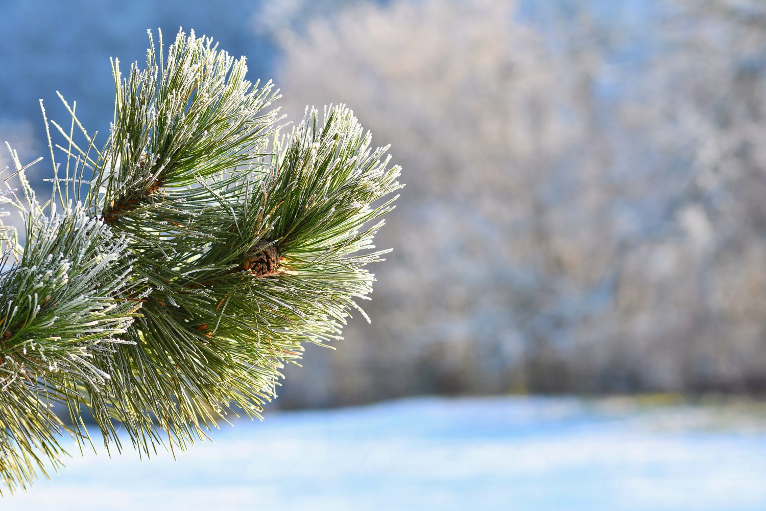 Bildquelle: https://www.freepik.com/free-photo/frost-and-snow-on-branches-beautiful-winter-seasonal-background-photo-of-frozen-nature_2925216.htm#term=montypeter%20winter&page=1&position=6